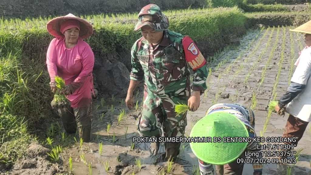 Babinsa Koramil 0815/18 Gondang Bareng PPL Dampingi Dua Poktan Tanam&nbsp;Padi