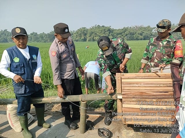 Cegah Hama Tikus, Koramil Jatirejo Kerahkan Babinsa Bareng BPP & Poktan Pasang&nbsp;Rubuha