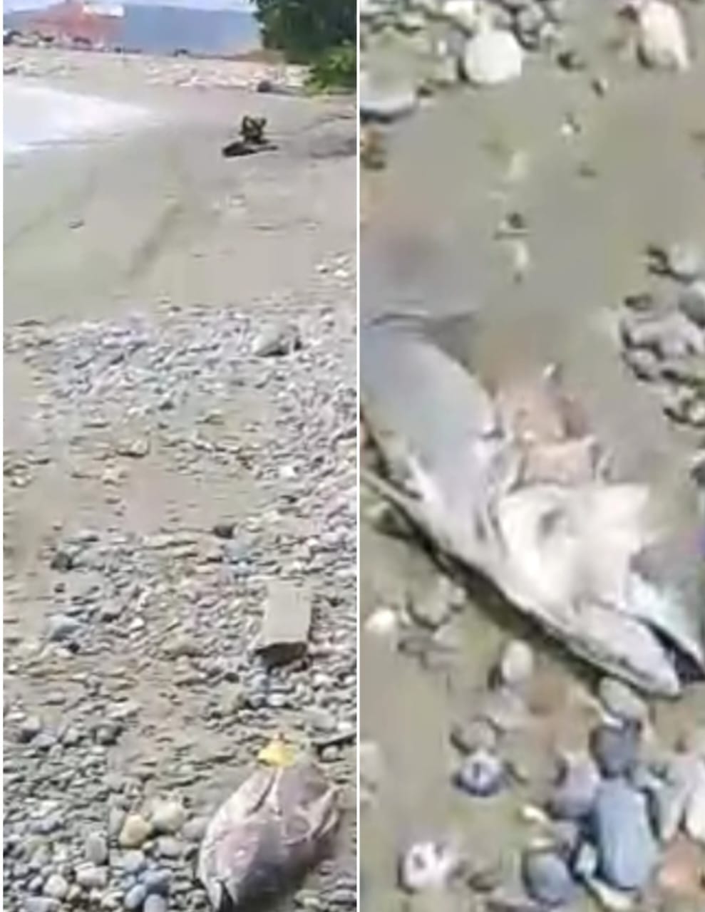 Video – Warga Kawasi Kembali Temukan Ikan Mati Berhamburan di Pesisir&nbsp;Pantai