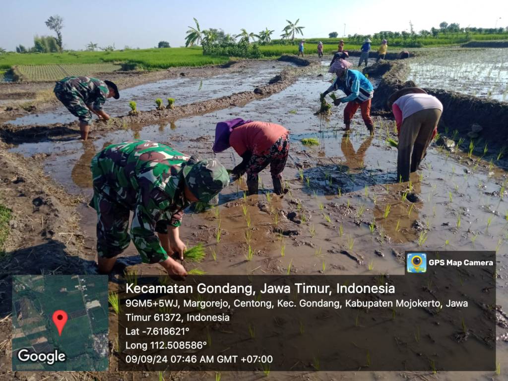 Maksimalkan Ketahanan Pangan, Babinsa Koramil Gondang Bantu Petani Tanam&nbsp;Padi